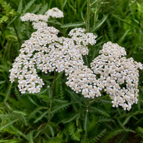 White Yarrow (Achillea millefolium) | Native Plants of Georgia | Cottage Garden Natives | Cottage Garden